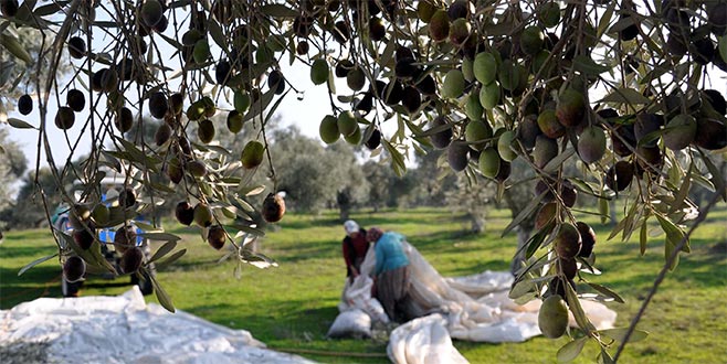 Zeytin üreticilerine müjde