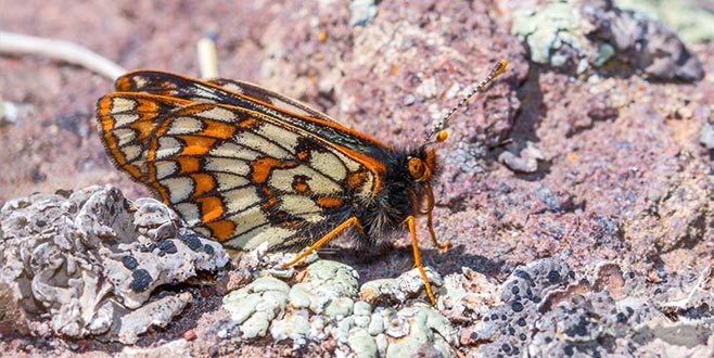 ’12 bin yaşındaki’ Kelebek yeniden görüntülendi