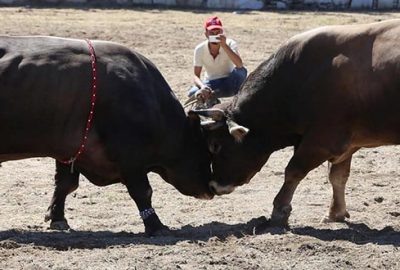 Kadın seyirciyi hastanelik etti