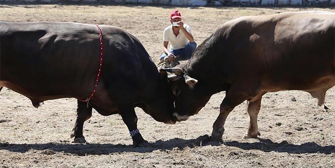 Kadın seyirciyi hastanelik etti