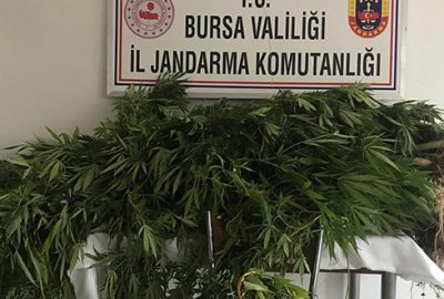 Jandarmadan uyuşturucu operasyonu