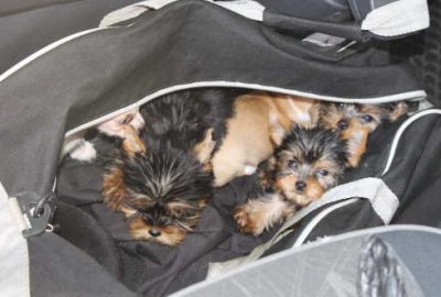 Çantasından 11 köpek yavrusu çıktı