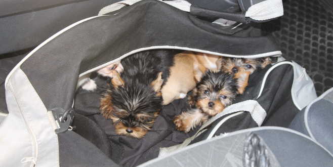 Çantasından 11 köpek yavrusu çıktı Çantasından 11 köpek yavrusu çıktı