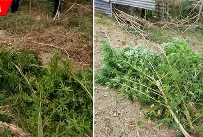 Evde 2,5 metre boyunda kenevir yetiştirdi