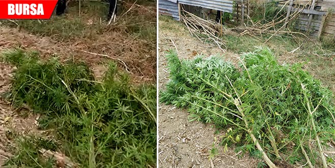 Evde 2,5 metre boyunda kenevir yetiştirdi