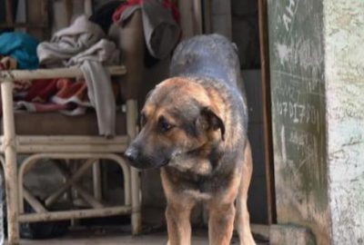 Ölen sahibinin başından 1 hafta ayrılmadı