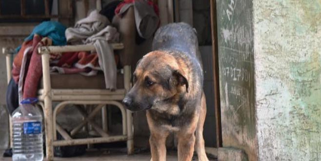 Ölen sahibinin başından 1 hafta ayrılmadı Ölen sahibinin başından 1 hafta ayrılmadı