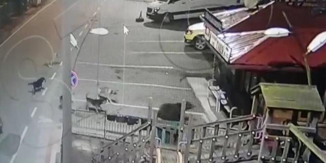 Köpeklerin ayı kovalaması güvenlik kamerasında