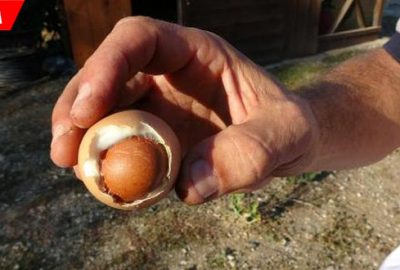 Şaşırtan olay! Çok nadir görülüyor