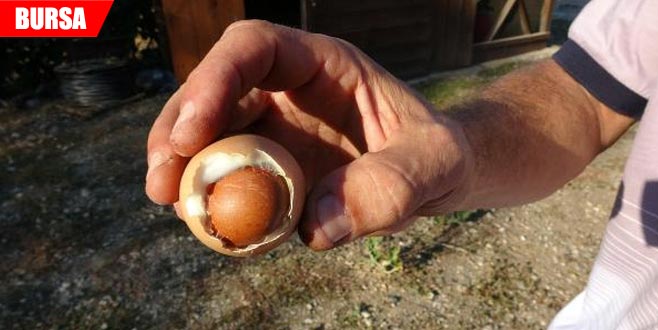 Şaşırtan olay! Çok nadir görülüyor Şaşırtan olay! Çok nadir görülüyor