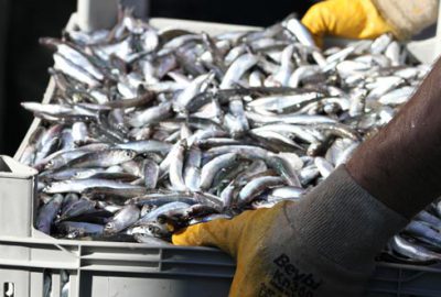 Hamsi bolluğu yüzleri güldürdü