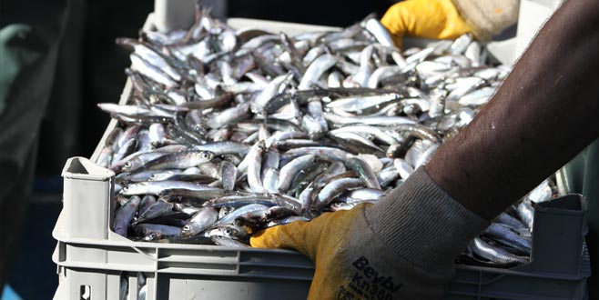 Hamsi bolluğu yüzleri güldürdü