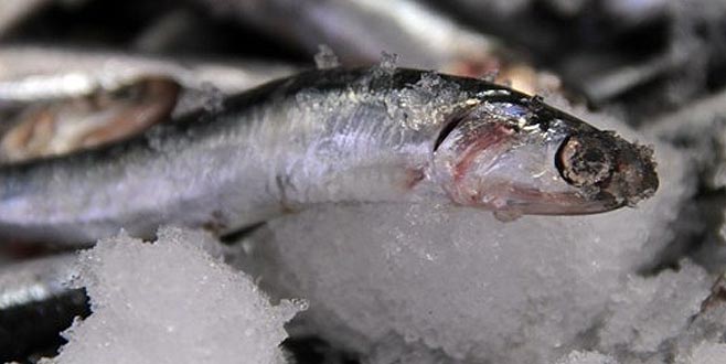 Hamsinin fiyatı düştü daha da düşecek