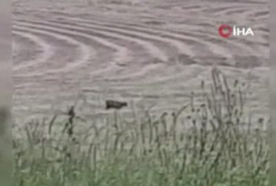 Yıllar sonra ilk kez görüntülendi