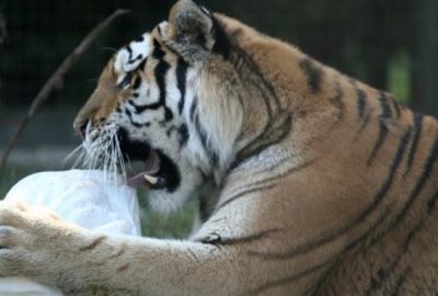 Burası Afrika’da safari park değil Bursa! Çuvaldaki yemeğini böyle parçaladı