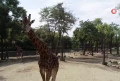 İlgi odağı oldular! Keyifli oyunları kamerada