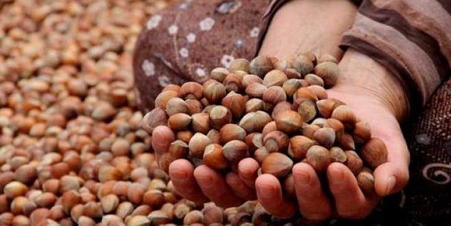 Fındık tartışması can aldı