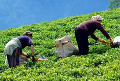 Çaykur üreticiye 500 milyon TL ödeyecek