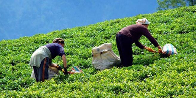 Çaykur üreticiye 500 milyon TL ödeyecek