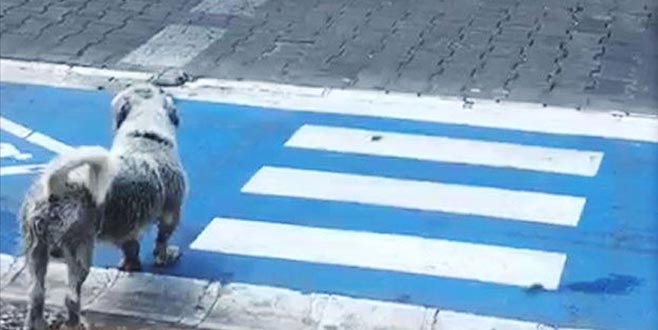 Yayalar kırmızı ışıkta geçti, sokak köpeği yeşil ışığı bekledi