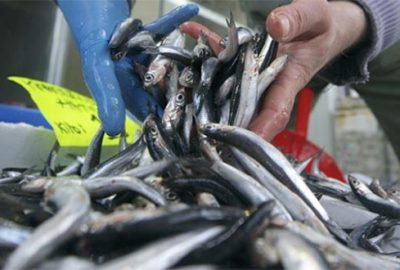 Karadeniz’de hamsi bolluğu