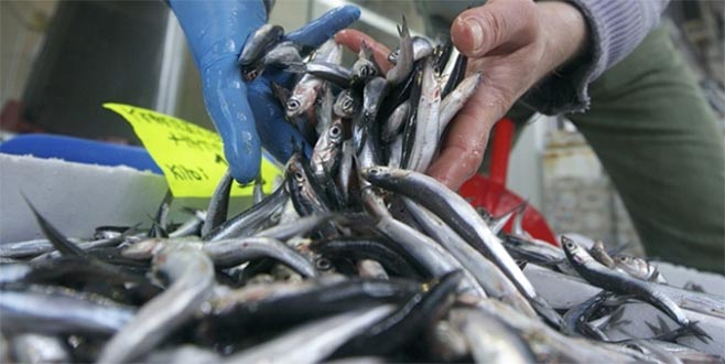 Karadeniz’de hamsi bolluğu