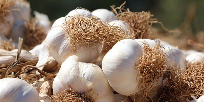 Sarımsağın fiyatı düşüşe geçti