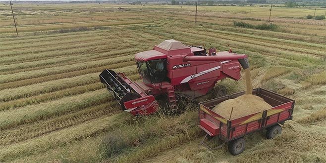 Çeltik hasadı sürüyor rekolte yüksek