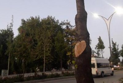 İşyerinin önündeki ağaçları kesti, 50 bin TL ceza yedi!