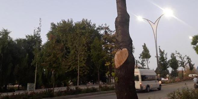 İşyerinin önündeki ağaçları kesti, 50 bin TL ceza yedi!