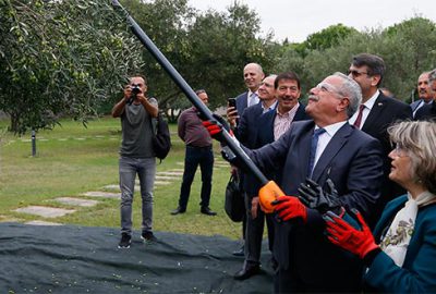 Zeytinde kilogram başına 15 kuruş destek