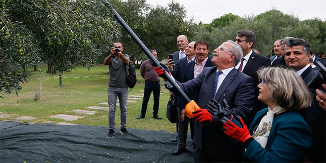 Zeytinde kilogram başına 15 kuruş destek