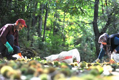 Lezzetiyle Bursa’nın simgesi! Kilosu 15 lira…