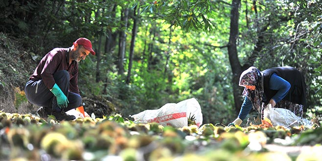 Lezzetiyle Bursa’nın simgesi! Kilosu 15 lira…