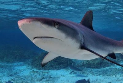 Bunu da gördük! Balıkesir’de köpekbalığına işkence