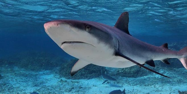 Bunu da gördük! Balıkesir’de köpekbalığına işkence