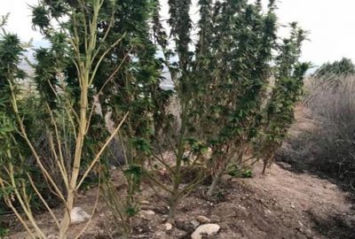 Yenişehir’de uyuşturucu operasyonu