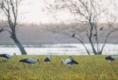 Bursa’da ortaya çıktı! Halkasından tespit edildi