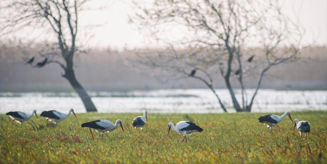 Bursa’da ortaya çıktı! Halkasından tespit edildi Bursa’da ortaya çıktı! Halkasından tespit edildi