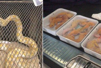 Sürüngen operasyonu: Araçtan çıkanlar ‘yok artık’ dedirtti