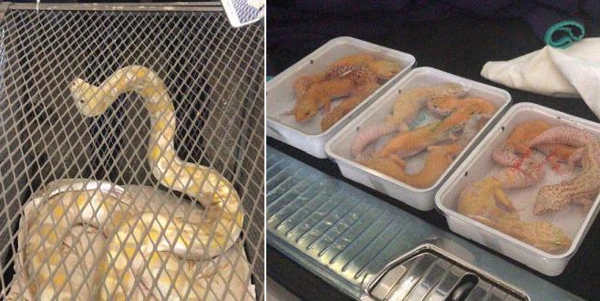 Sürüngen operasyonu: Araçtan çıkanlar ‘yok artık’ dedirtti Sürüngen operasyonu: Araçtan çıkanlar ‘yok artık’ dedirtti