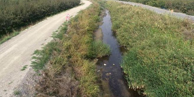 Vatandaşlar isyan etti! Katliam için o günü bekliyorlar…