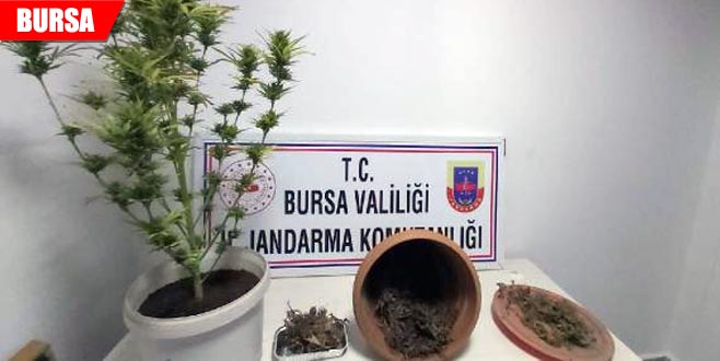 Lokantaya uyuşturucu operasyonu Lokantaya uyuşturucu operasyonu