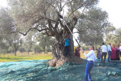 Litresi 100 bin liradan zeytinyağı