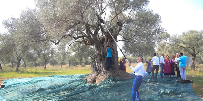 Litresi 100 bin liradan zeytinyağı