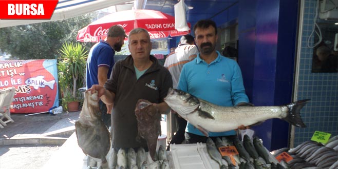 Mudanyalı balıkçının ağlarına takıldı! Görünce şaşkına döndü Mudanyalı balıkçının ağlarına takıldı! Görünce şaşkına döndü