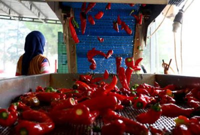 Bursa’da satılık salça fabrikası!