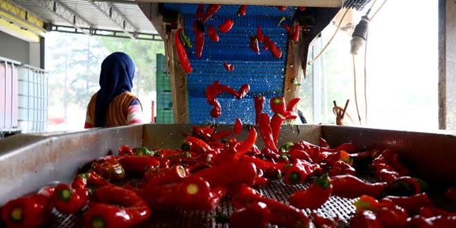 Bursa’da satılık salça fabrikası! Bursa’da satılık salça fabrikası!