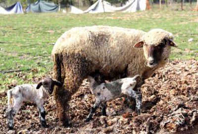 Kuzuların sonbahar doğumları başladı
