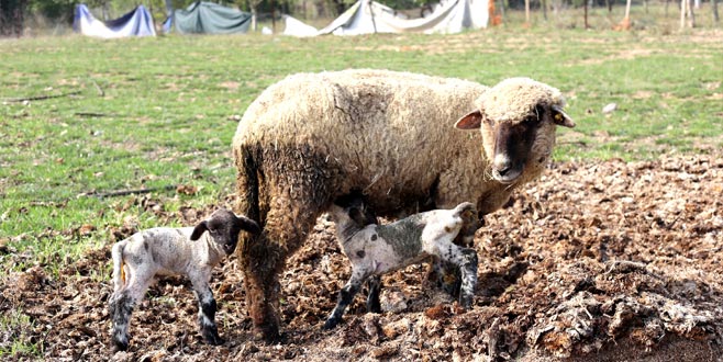 Kuzuların sonbahar doğumları başladı Kuzuların sonbahar doğumları başladı